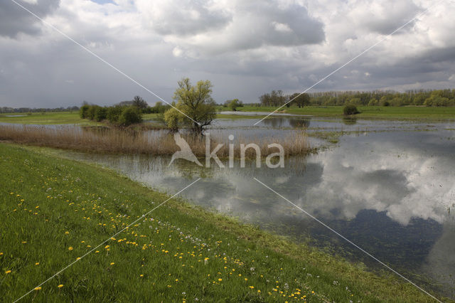 Buitenwaarden Wijhe