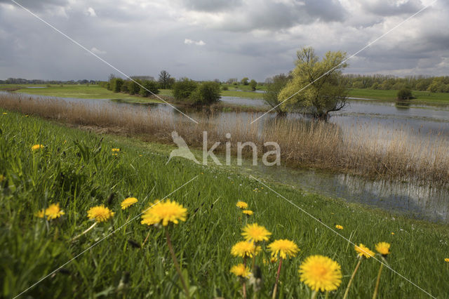 Buitenwaarden Wijhe