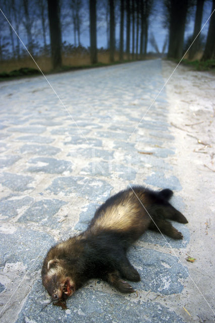 Bunzing (Mustela putorius)