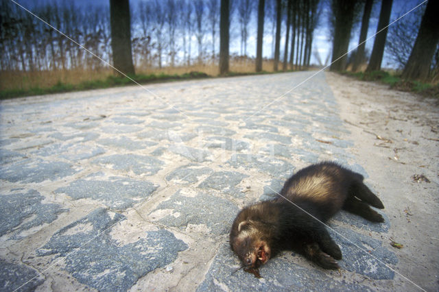 Polecat (Mustela putorius)