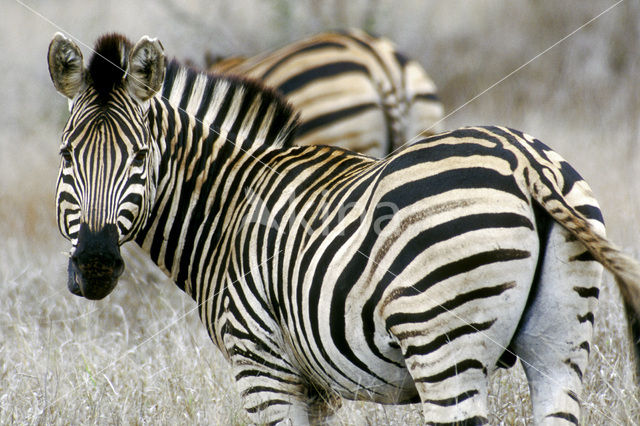 Burchell's zebra (Equus burchellii)