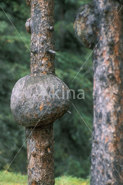 white spruce (Picea glauca)