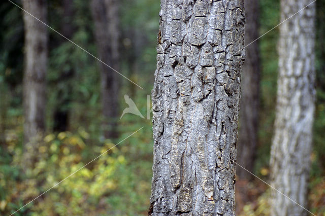 white spruce (Picea glauca)