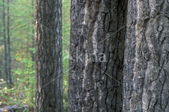 white spruce (Picea glauca)