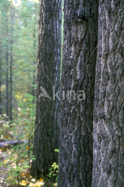 white spruce (Picea glauca)