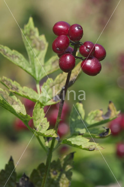 Baneberry (Actaea erythrocarpa)