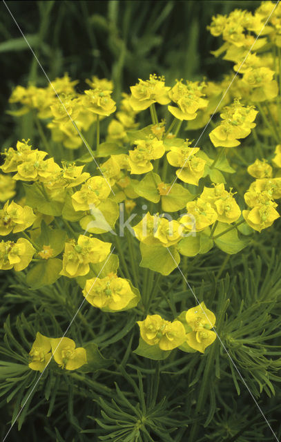 Cypress Spurge (Euphorbia cyparissias)