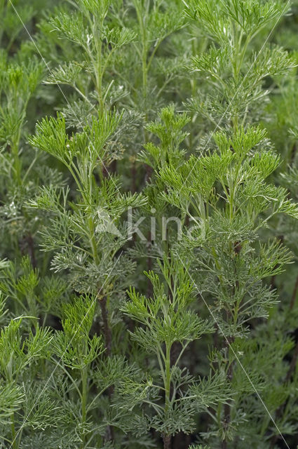 Citroenkruid (Artemisia abrotanum)