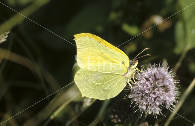 Citroenvlinder (Gonepteryx rhamni)