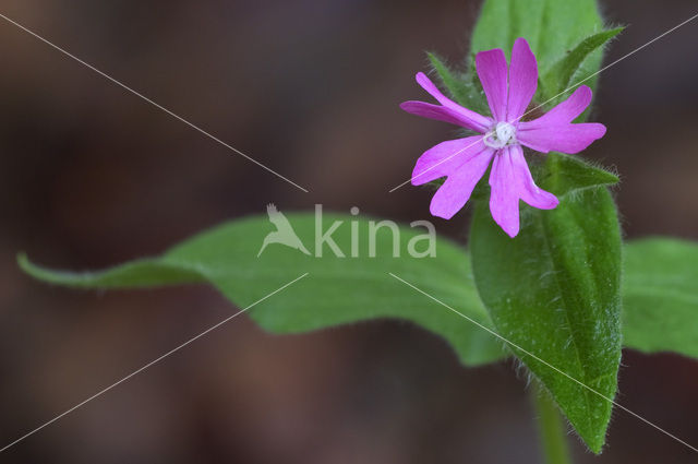 Red Campion (Silene dioica)