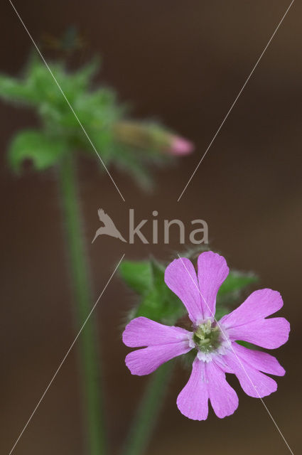 Red Campion (Silene dioica)