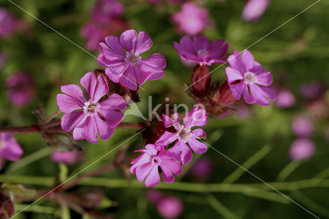 Red Campion (Silene dioica)