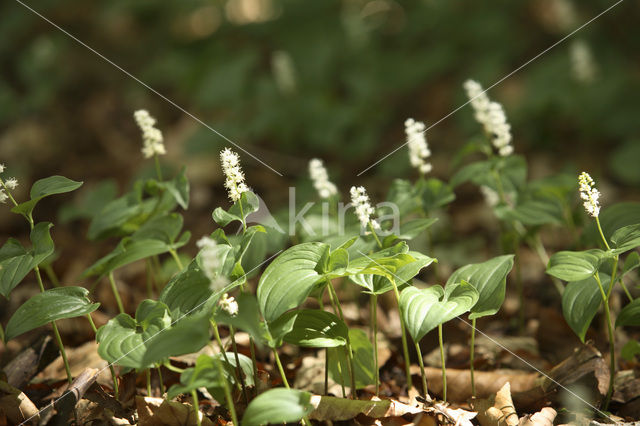 May Lily (Maianthemum bifolium)