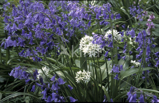 Ramsons (Allium ursinum)