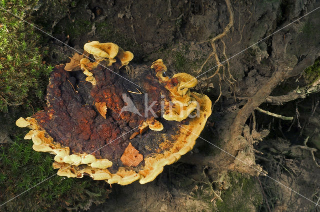 Dyer’s mazegill (Phaeolus schweinitzii)