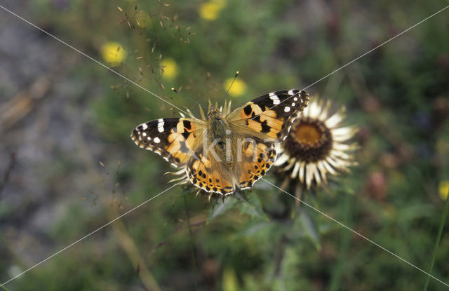 Distelvlinder (Vanessa cardui)