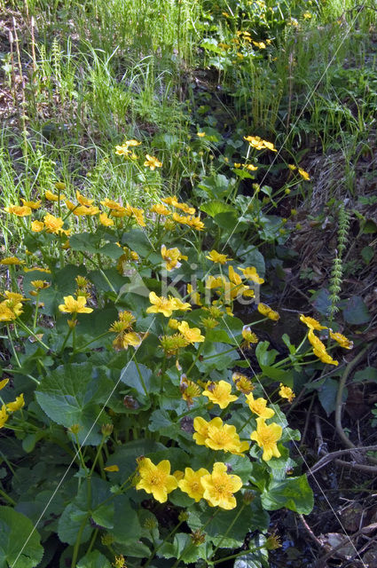 Marsh Marigold (Caltha palustris)