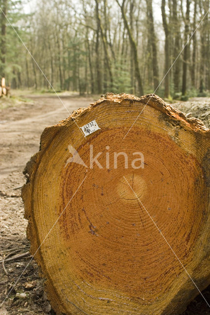 Douglas Fir (Pseudotsuga menziesii)