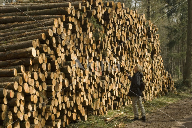 Douglasspar (Pseudotsuga menziesii)