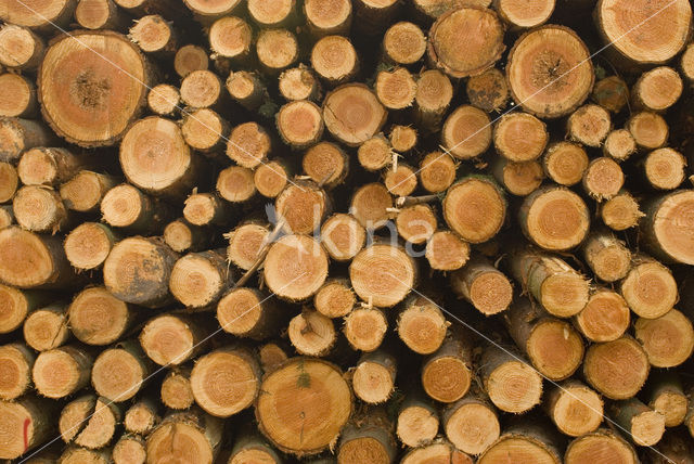 Douglas Fir (Pseudotsuga menziesii)