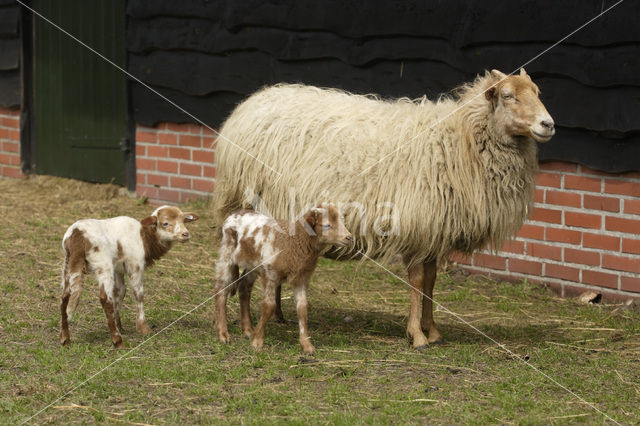 sheep (Ovis domesticus)