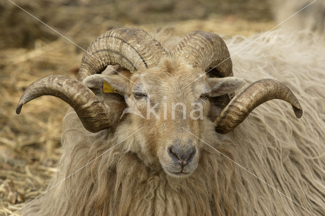 Drents heideschaap (Ovis domesticus)