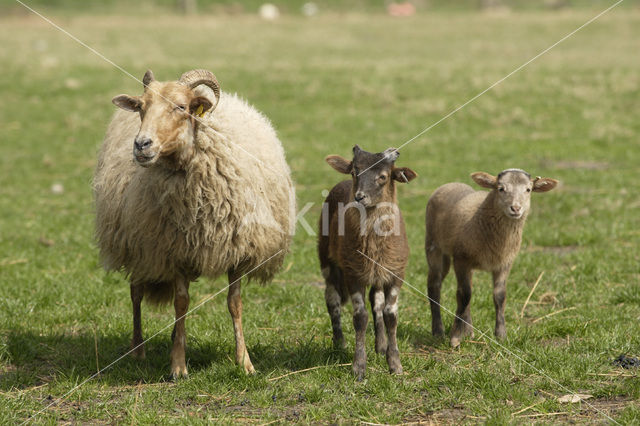 Drents heideschaap (Ovis domesticus)