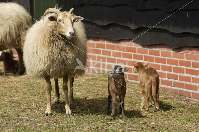 Drents heideschaap (Ovis domesticus)