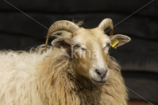 Drents heideschaap (Ovis domesticus)