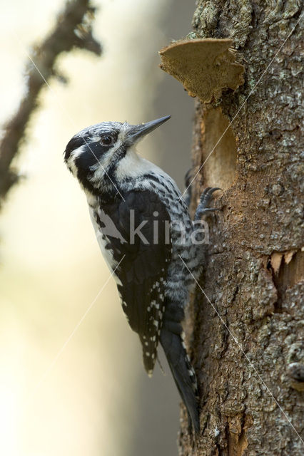 Drieteenspecht (Picoides tridactylus)