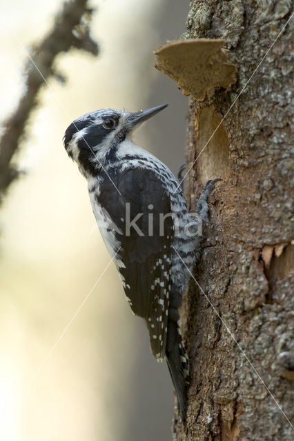 Drieteenspecht (Picoides tridactylus)