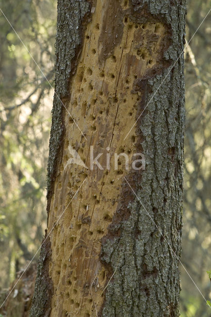 Three-toed Woodpecker (Picoides tridactylus)