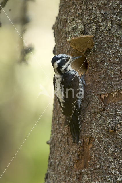 Drieteenspecht (Picoides tridactylus)