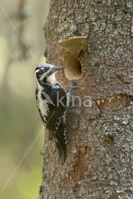 Three-toed Woodpecker (Picoides tridactylus)