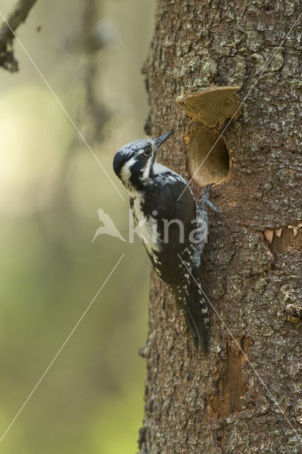 Drieteenspecht (Picoides tridactylus)