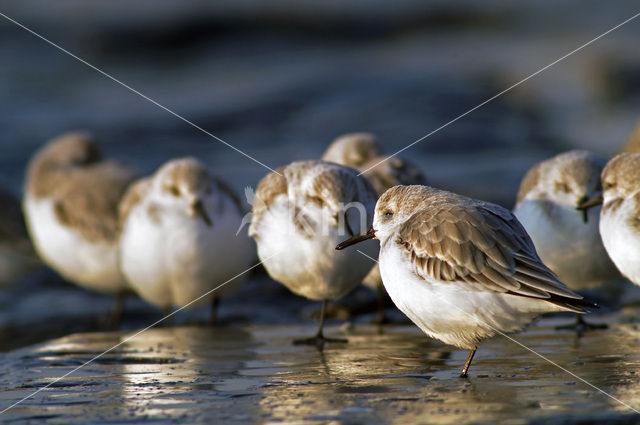 Drieteenstrandloper (Calidris alba)