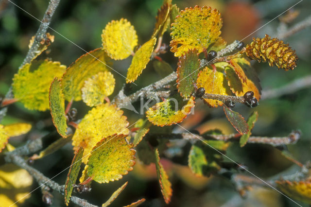 dwarf birch (Betula nana)