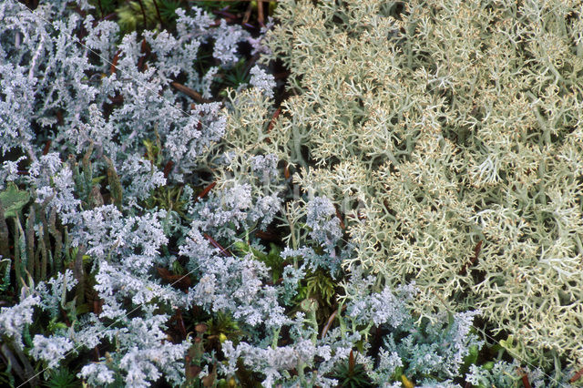 Gray reindeer lichen (Cladina rangiferina)