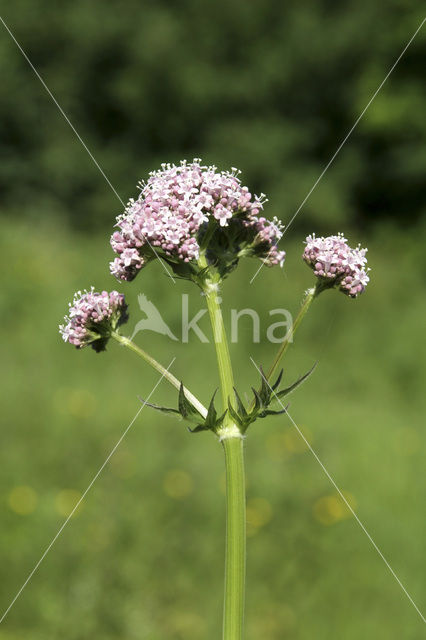 Echte valeriaan (Valeriana officinalis)