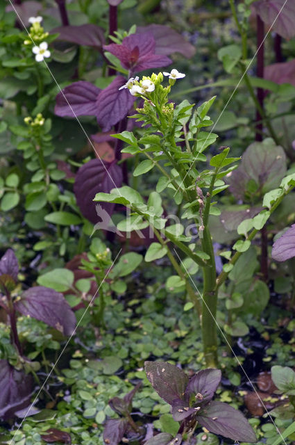 Watercress (Nasturtium officinale)