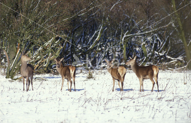 Red Deer (Cervus elaphus)