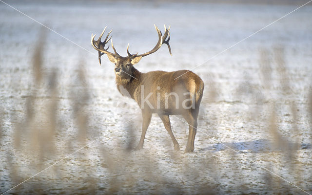 Red Deer (Cervus elaphus)