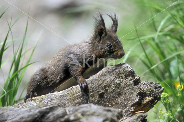 Red Squirrel (Sciurus vulgaris)