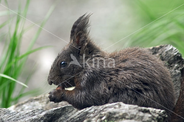 Red Squirrel (Sciurus vulgaris)