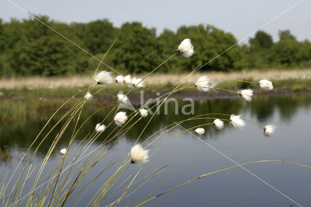 Hare’s-tail Cottongrass (Eriophorum vaginatum)