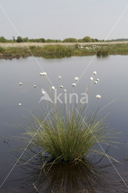 Eenarig wollegras (Eriophorum vaginatum)