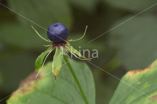 Herb-Paris