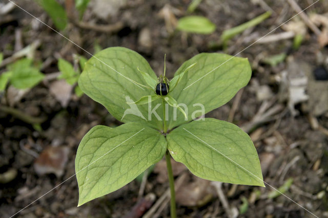 Eenbes (Paris quadrifolia)