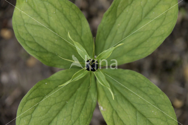 Eenbes (Paris quadrifolia)