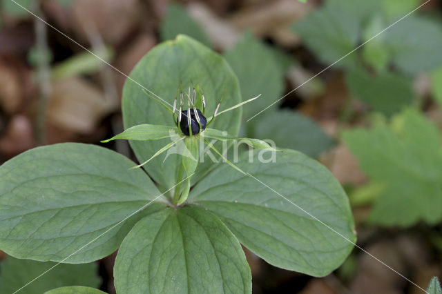 Eenbes (Paris quadrifolia)